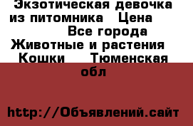 Экзотическая девочка из питомника › Цена ­ 25 000 - Все города Животные и растения » Кошки   . Тюменская обл.